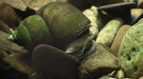 Large freshwater snail closeup Stock Footage 67444583