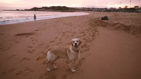 A large friendly dog playing with a stick on the ocean Stock Footage 255470066