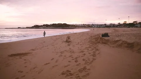 A large friendly dog playing with a stick on the ocean Stock Footage 255470222
