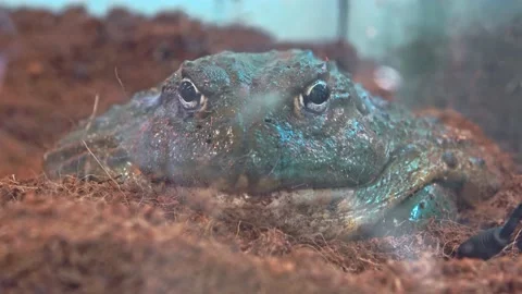 A large frog looks forward while lying in the aquarium. Stock Footage 157214868