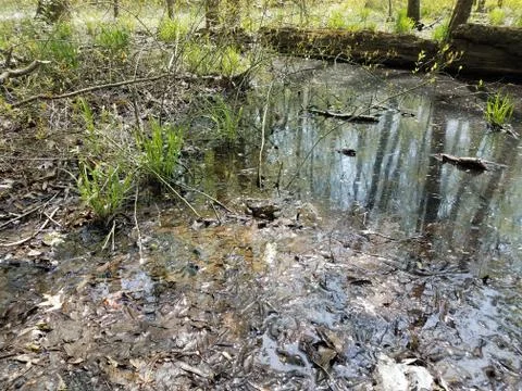 Large frog or toad in water and mud and leaves Stock Photos
