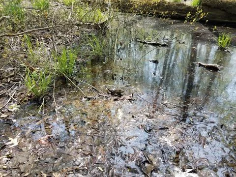 Large frog or toad in water and mud and leaves Stock Photos
