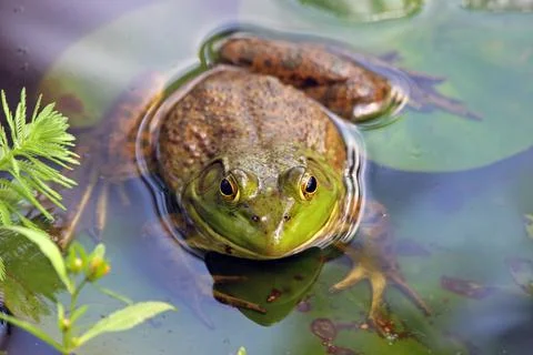 Large Frog Stock Photos