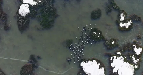 Large Frozen Swamp Area Algae Mud Lots Of Birds Aerial Top Down Descend Rotate Stock Footage 300474635