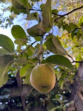 The large fruit of the quince pulls the branch of the young tree down Foto stock