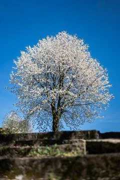 Large fruit tree blooming white abundantly seen from behind old stone stairs Фото