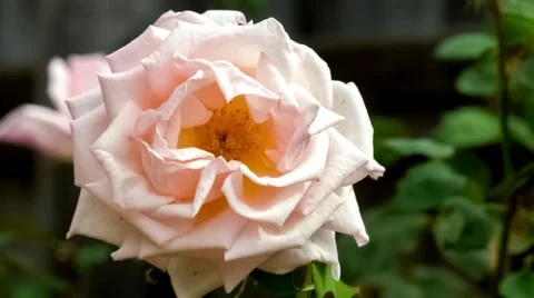 Large fully bloomed light pink rose flower with layered petals Stock Footage 61531645