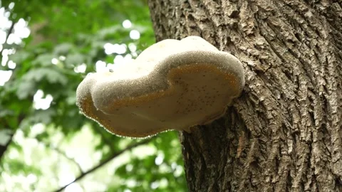 A large fungus with flies on a tree Stock Footage 250419024