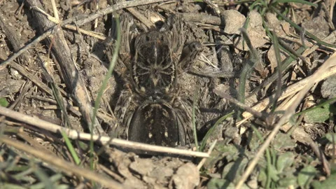 Large furry spider sits in its burrow ready to attack insects for food Stock Footage 143964840