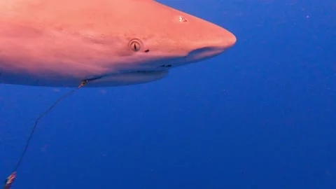 Large Galapagos sharks Video stock 157939385