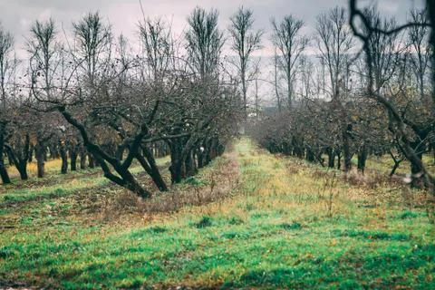 A large garden of apple trees without leaves and people in the fall. fallen a Stock Photos