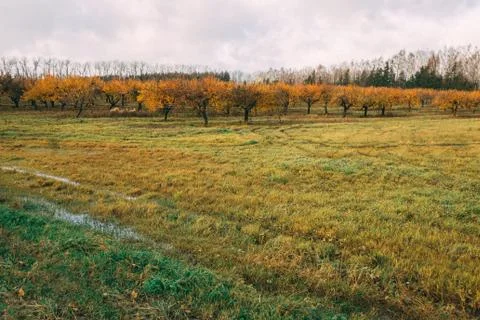 A large garden of apple trees without leaves and people in the fall. fallen a Stock Photos