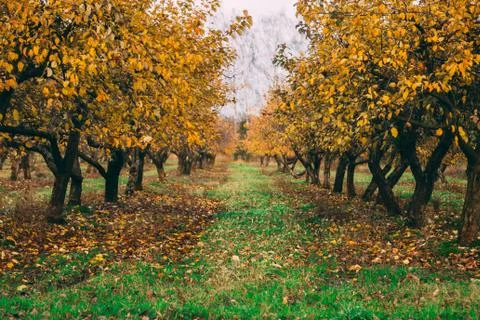 A large garden of apple trees without leaves and people in the fall. fallen a Stock Photos