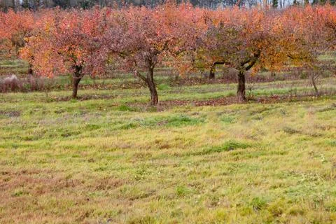 A large garden of apple trees without leaves and people in the fall. fallen a Stock Photos