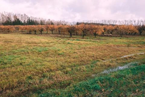 A large garden of apple trees without leaves and people in the fall. fallen a Stock Photos