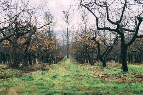A large garden of apple trees without leaves and people in the f Stock Photos