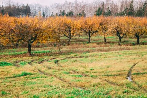 A large garden of apple trees without leaves and people in the f Stock Photos