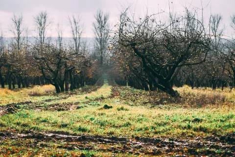A large garden of apple trees without leaves and people in the fall. fallen a Stock Photos