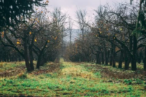 A large garden of apple trees without leaves and people in the fall. fallen a Stock Photos