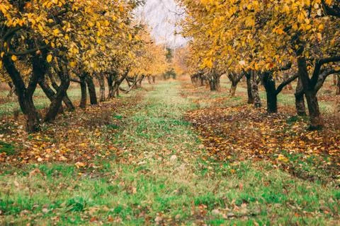 A large garden of apple trees without leaves and people in the fall. fallen a Stock Photos