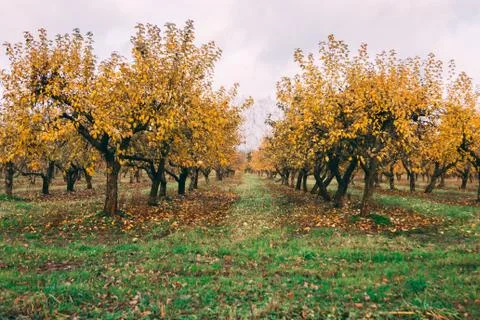 A large garden of apple trees without leaves and people in the fall. fallen a Stock Photos