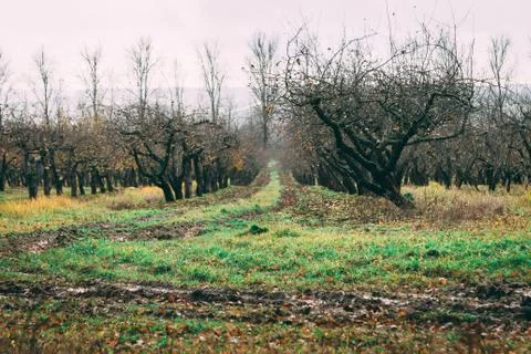 A large garden of apple trees without leaves and people in the fall. fallen a Stock Photos