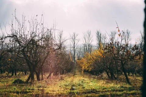 A large garden of apple trees without leaves and people in the fall. fallen a Stock Photos