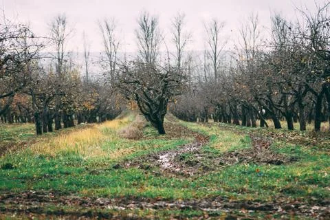 A large garden of apple trees without leaves and people in the fall. fallen a Stock Photos