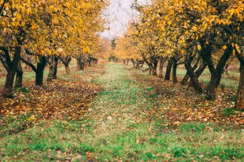 A large garden of apple trees without leaves and people in the fall. fallen a Stock Photos