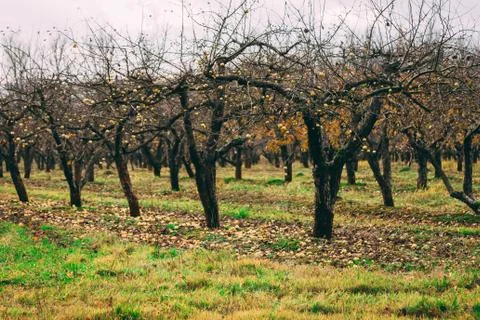 A large garden of apple trees without leaves and people in the f Stock Photos