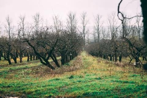 A large garden of apple trees without leaves and people in the f Stock Photos