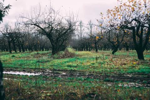 A large garden of apple trees without leaves and people in the f Stock Photos