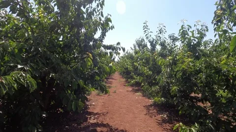 Large garden with cherry trees plantation. Stock Footage 197785014