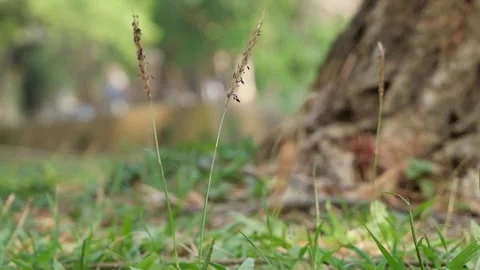 Large garden grass flower moving with the wind naturally. Stock Footage 245959856