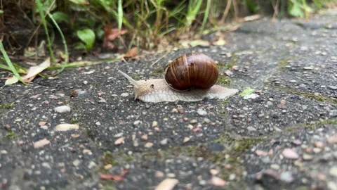 Large garden snail with brown striped shell crawling Stock Footage 340149087