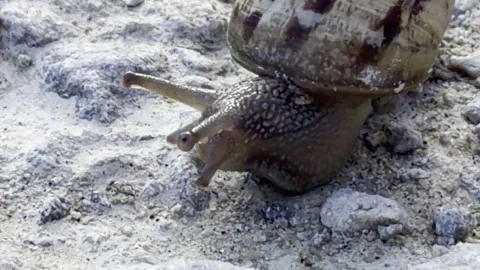 Large garden snail moving on rocks detail Stock Footage 336517022