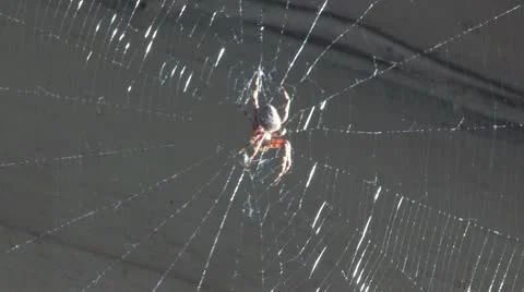 Large Garden Spider and Web Stock Footage 10572590