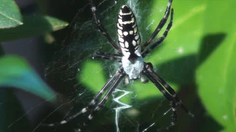 Large Garden Spider Stockbeeldmateriaal 26220252