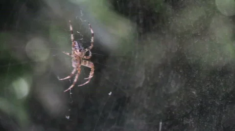 Large Garden Spider on Orb Web Stock Footage 865990
