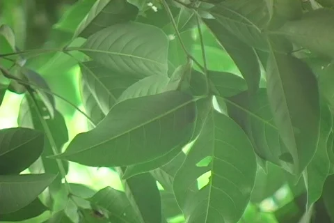 Large Garden Spider in the Philippines Stock Footage 286921