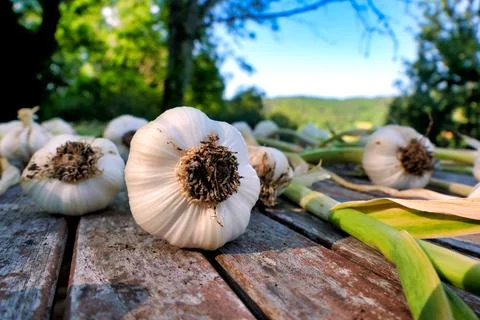 Large Garlic Bulb Stock Photos