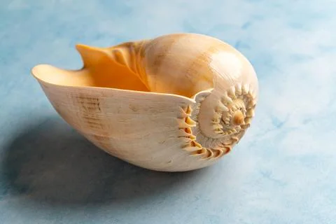 Large gastropod shell photographed in macro detail against delicate blue back Stock Photos