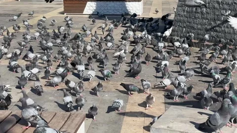Large gathering of pigeons Stock Footage 289326236