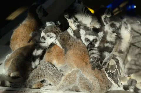 Large gathering of ring tailed lemurs in their habitat at the zoo Stock Photos