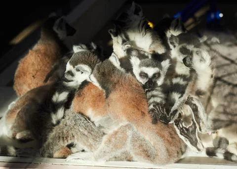 Large gathering of ring tailed lemurs in their habitat at the zoo Stock Photos
