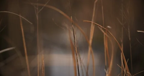 Large gator in swamp in tall grass Stock Footage 127591806