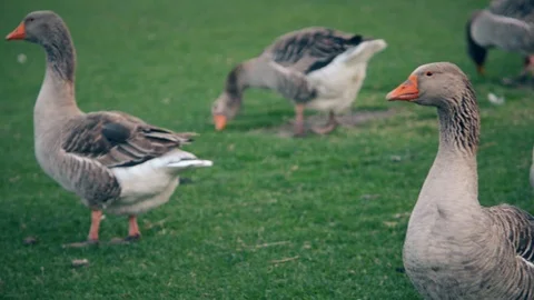  large geese walking on the lawn Video stock 112691693