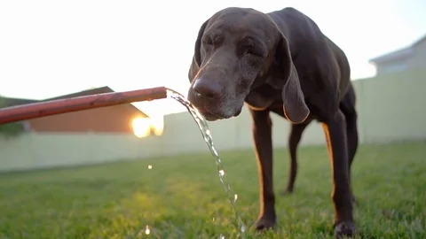 A large German Kurzhaar dog drinks from an outside backyard household hose in Stock Footage