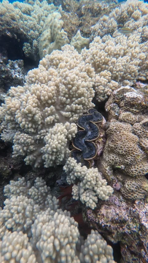 Large Giant Clam Opens and Closes - Video Stock Footage 234088776