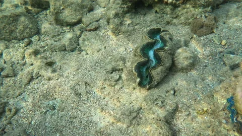 Large Giant Clam Shell Unique Underwater Sea Creature Up Close Video stock 303206551